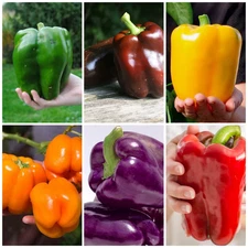 300 Seed Ultimate Heirloom Bell Pepper Combo Pack - NonGMO Super Sweet Peppers!!