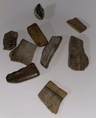 9 PCs Texas Petrified Wood Hand collected Polished  Gemstones Natural Shape 3