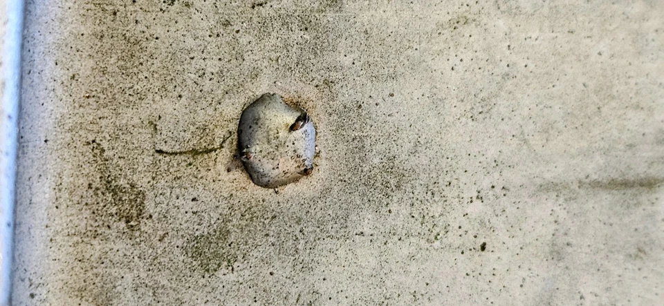 Cubierta de puente Fender Telecaster Esquire 1950-1954 rara de colección + cubierta extra  Foto 4 de 4