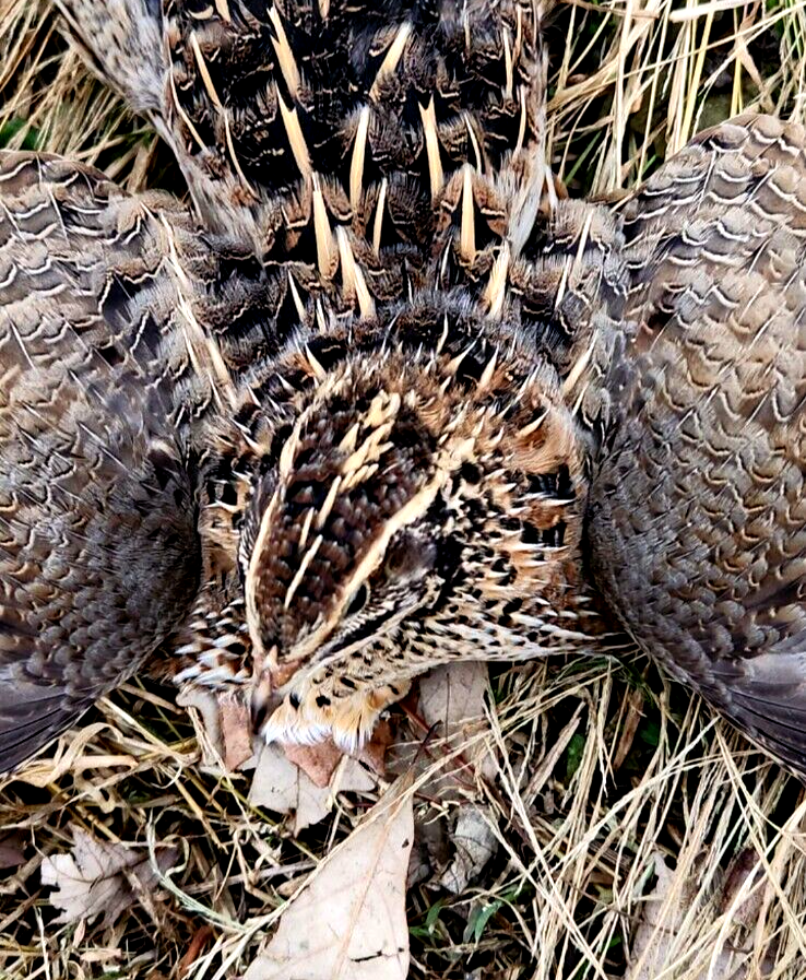 45++EXTRAS NPIP/AI CLEAN XXXL GOLIATH MEAT MAKER🍖 COTURNIX QUAIL