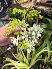house plant  / combination pot, ghost plant and artillery fern