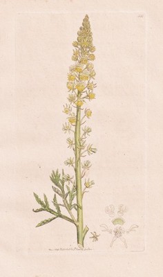 Reseda lutea yellow wau botany botany copperplate engraving Sowerby Smith 1796