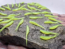 1" Micro Fluke Minnow, soft plastic fishing bait, free shipping!