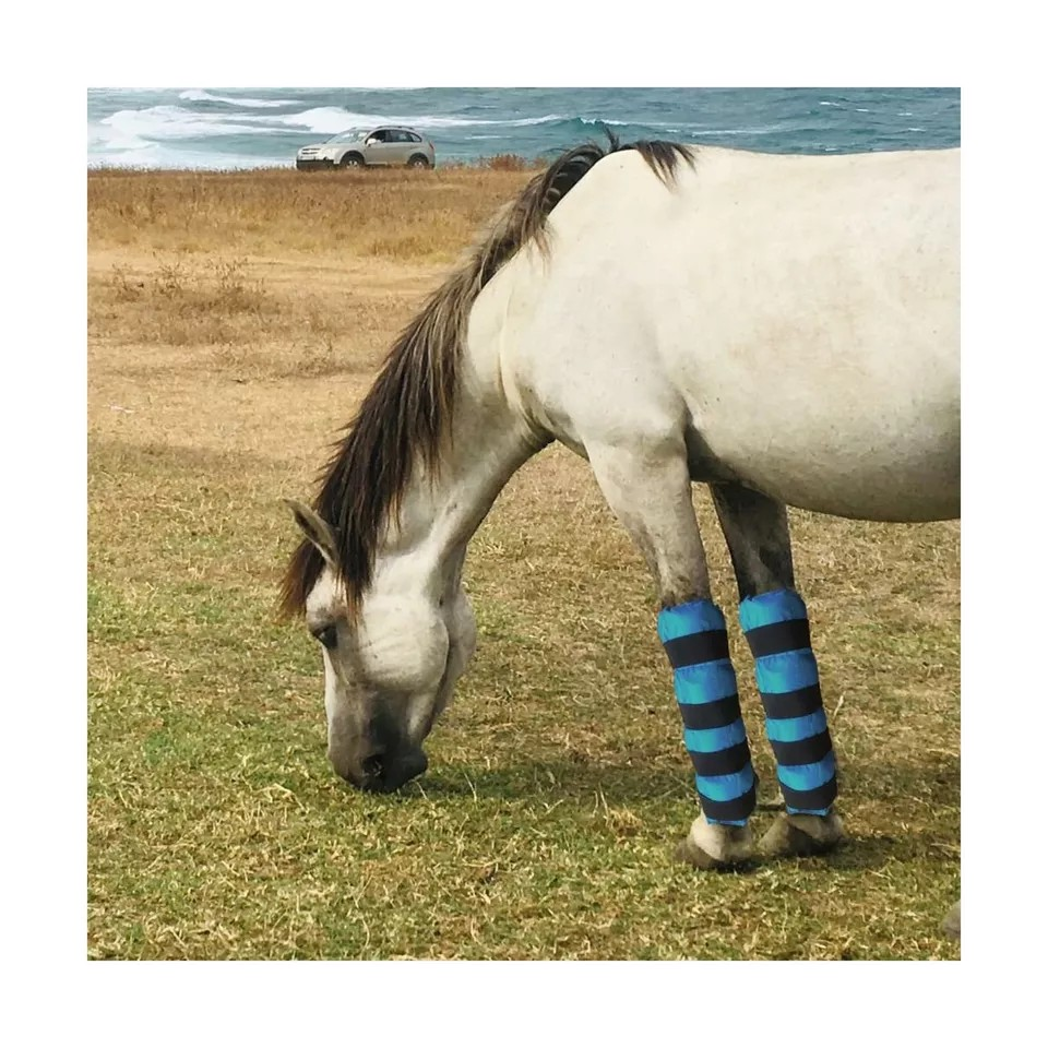 Suppléments pour chevaux de première qualité | Foran Equine