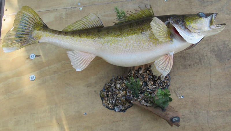 28 IN TAXIDERMY WALLEYE BEAUTIFUL MOUNT