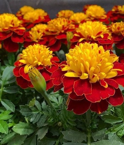 Marigolds seёds, 500 Marigolds Tiger Eye seёds,Tagetes patula heirloom-962+TRACK - Picture 2 of 2
