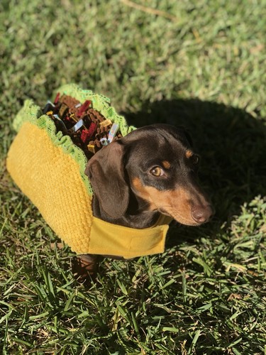 mariachi costume for dogs