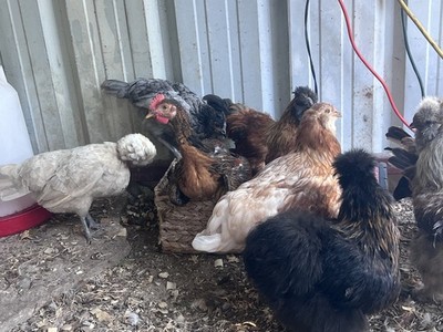 18 Hatching Eggs Mix Barnyard Include Silkies.