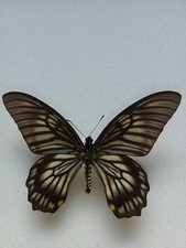 Entomologie papilionidae papilio Veiovis Mâle Sulawesi 