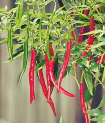 50+ Hot Cayenne long slim Pepper Seeds | Heirloom & Non-GMO | Fresh