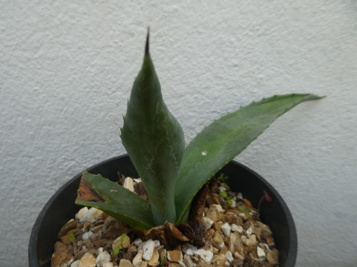 AGAVE AMERICANA, shown in 15cm pot, lovely, healthy succulent - Picture 3 of 5