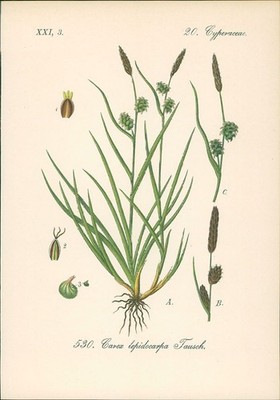 Chromolithographie : Schuppenfrüchtige Gelb-Segge. Schuppen-Segge. Carex lepidoc