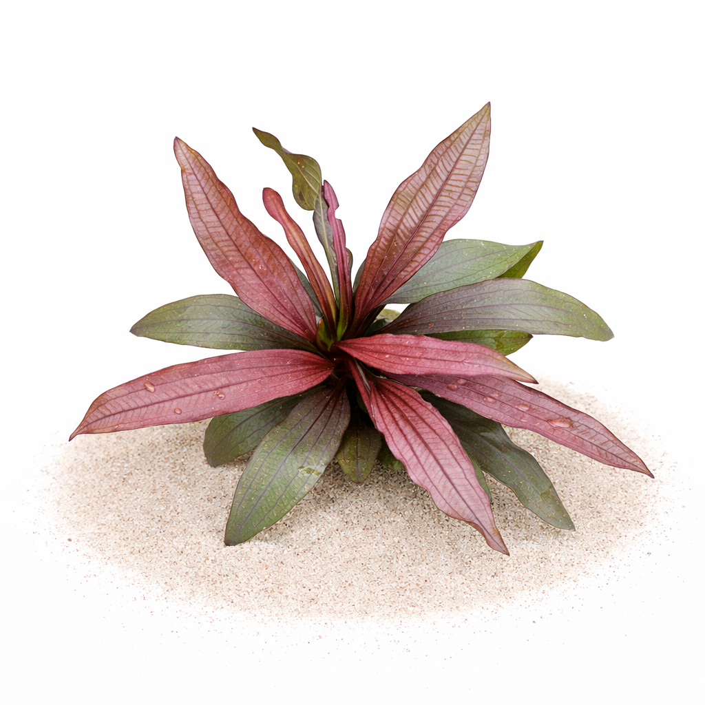 Echinodorus Pink Miracle | Aquarium Plants Factory | eBay