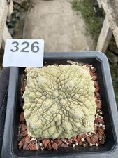 Pseudolithos migiurtinus Succulent cactus plant Garden flowering WYSIWYG 326 