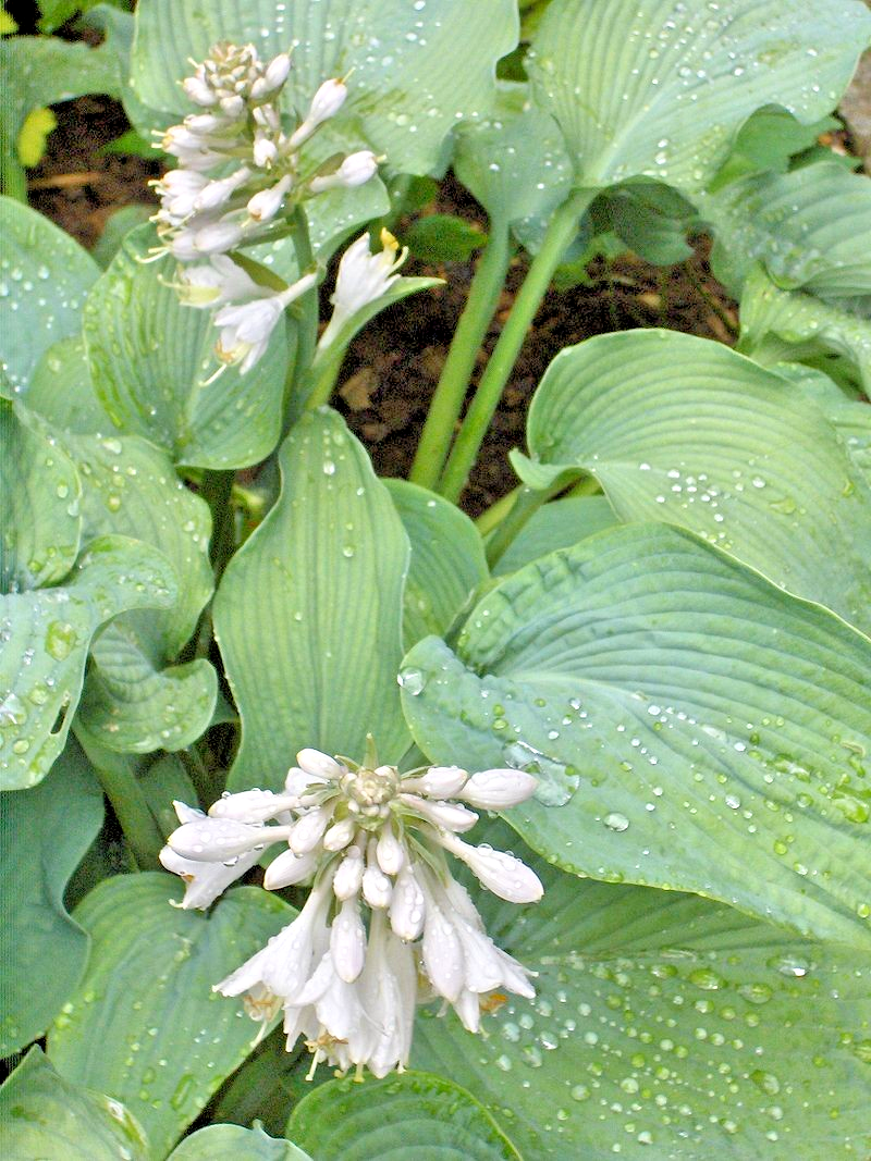 Hosta mix 100 seeds large variety, blue, grey, yellow, large, small ...