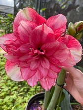Pretty Imported Double Amaryllis Lily Faded Pink Flower Bulb Pack Of 3 Bulb