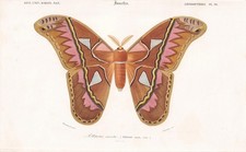1861 ATLAS MOTH Print - Hand-Coloured Antique Wall Art - 5.75 x 9.75 Inches