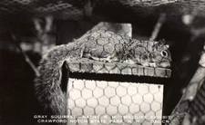 RPPC Crawford Notch State Park New Hampshire - Wildlife Exhibit Gray Squirrel