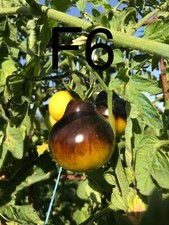 graine tomate taille moyenne variété "FLANDERS CONTRATS" (FRAIS PORT UNIQUE)