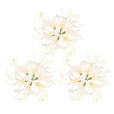 Artificial Flower Heads 7 Inch, Champagne 3 PCS - Spider Lily Silk Flowers