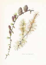 1960 EUROPEAN LARCH Print - Botanical Wall Art - Vintage