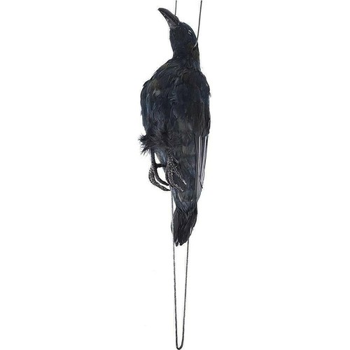 Realistic Hanging Dead Crow Decoy Lifesize Extra Large Crow Feathered