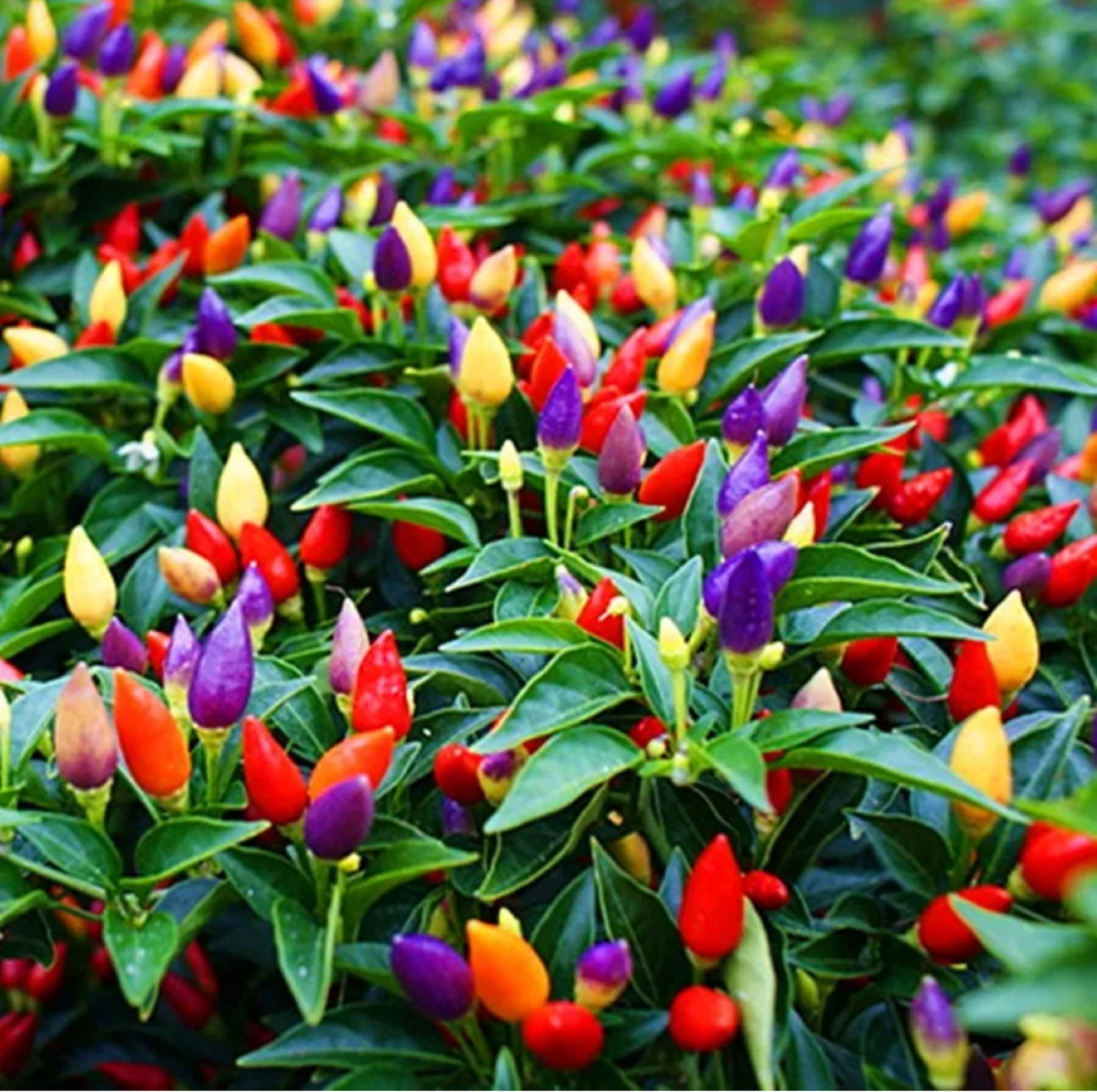 100Pcs BOLIVIAN RAINBOW CHILLI SEEDS ORNAMENTAL CHILI PEPPERS SPICY CHILI |  eBay
