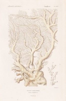 Oculina flabelliformis Korallen corail corals engraving Stahlstich Cuvier 1849