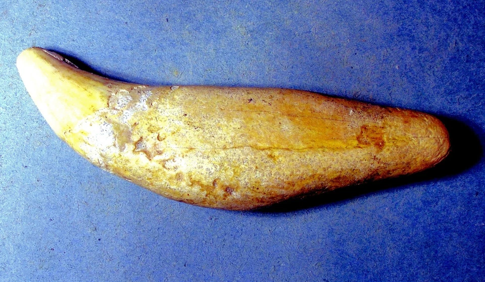 Impressive 10 cm fossil Cave Bear canine; Ursus spelaeus; Pleistocene, Slovakia - Image 3 of 4