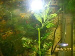 5 Red Cherry shrimp!!!  Neocaridina Shrimp Tank grown! Live fish Buy Now Special