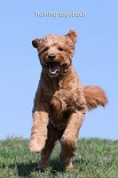 Trainingstagebuch Goldendoodle A5, Vorlagen, Hundetraining, Notizbuch