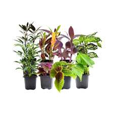 8PK 3 -Pot Live Plant Collection, No Duplicates for up to Two Packs 16 Plants