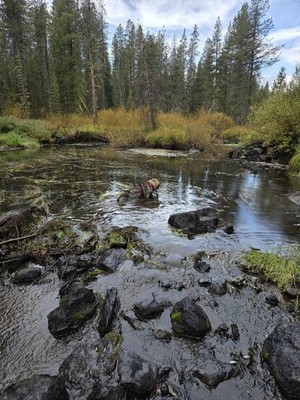 Gold Claim 20 Acre Mineral mining Prospecting Susan River lassen nuggets fun