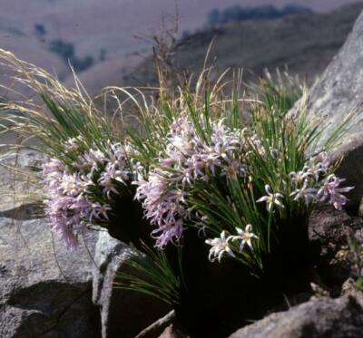 希少種 Xerophyta retinervis Xerophyta retinervis, Black Stick Lily Rare Cold and Drought Hardy