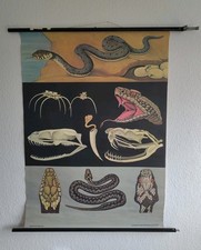 Vintage Schulwandkarte Rollkarte Hagemann Nr 17 Kreuzotter Ringelnatter Schlange