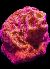 Live Coral Lepto Blood Orange