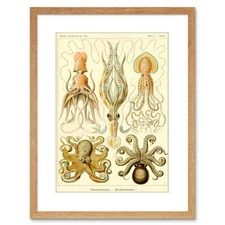 Nature Haeckel Octopus Biology Germany Vintage Framed Art Print 9x7 Inch