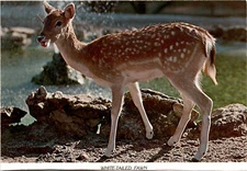 WHITE-TAILED FAWN, Odocoileus virginianus, North America, D Postcard