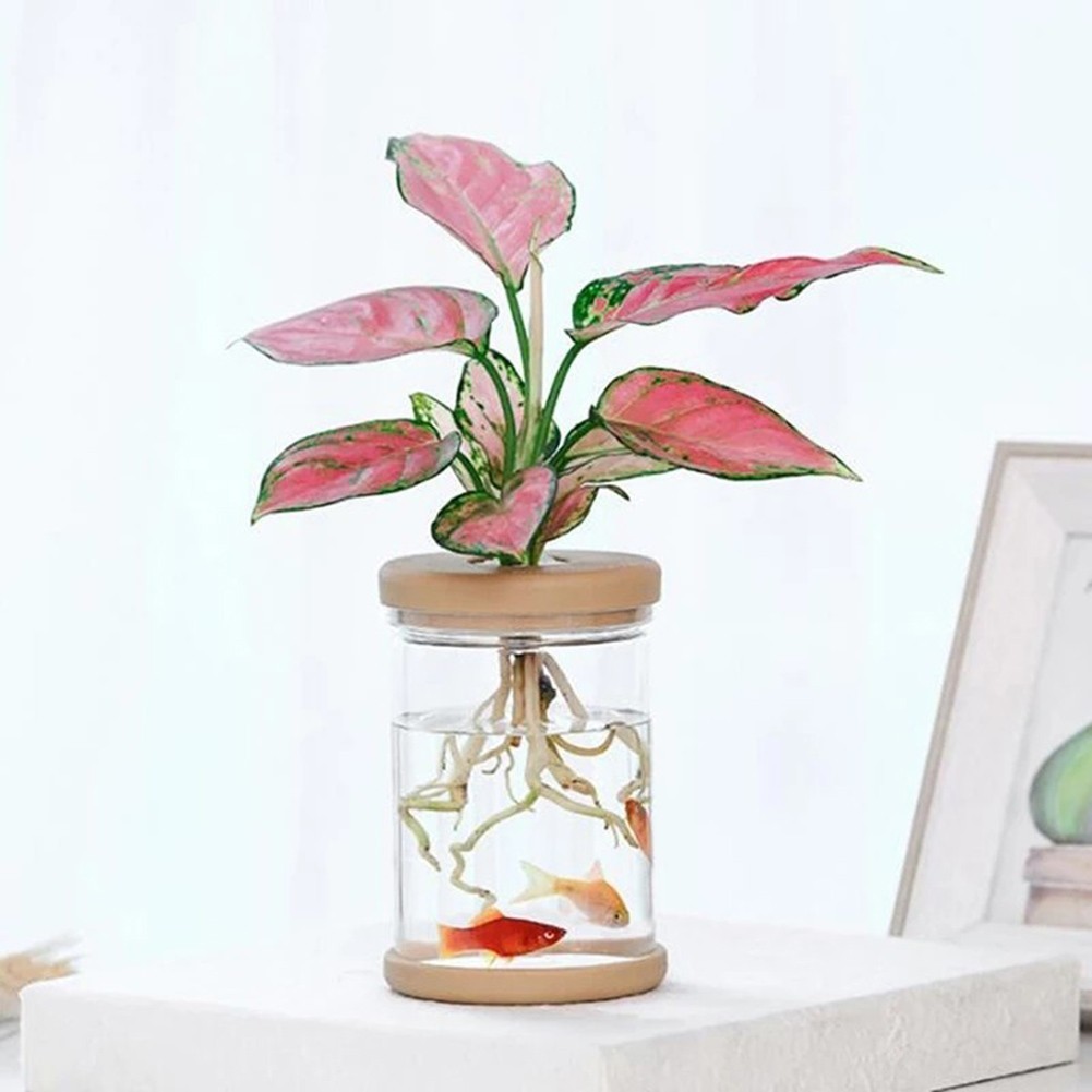 Vaso per piante idroponiche ecologico per acquirenti attenti all'ambiente