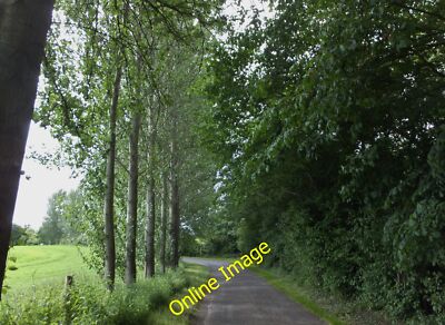 Photo 12x8 Road towards Oldstead An elegant line of birch trees on the app c2013