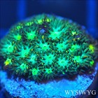 Corals of Eden ~ WYSIWYG Live Coral Frag ~ She Hulk Leptastrea ~ LPS SPS — photo 1