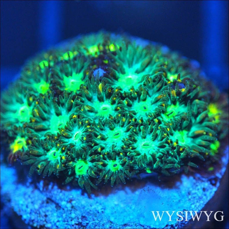 Corals of Eden ~ WYSIWYG Live Coral Frag ~ She Hulk Leptastrea ~ LPS SPS