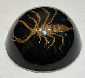 Vintage Scorpion Insect Lucite Dome Taxidermy Paperweight 2” Felt Bottom