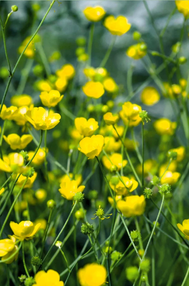 Hairy Buttercup Bare Root Live Plant Perennial Outdoor Garden