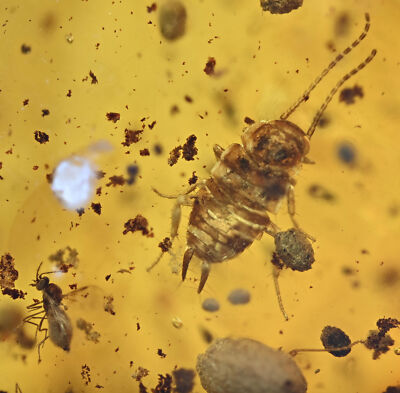 Worker Ant, Cockroach nymph, 3 Flies, Fossil insect inclusion in Dominican Amber