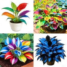 Mixrug Hosta Seeds for Planting, 300pcs Rare Perennial Flower Mixed