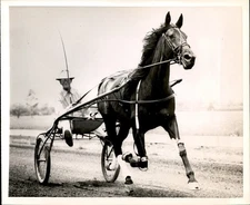 GA318 1953 Original Photo SWIFT TROTTER "BEWITCH" TRAINER-DRIVER HENRY MYOTT