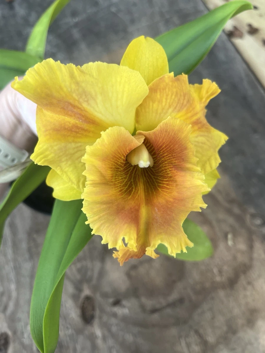 Cattleya Orchids | eBay