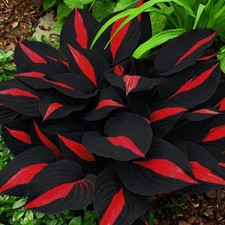 318 Hosta Seeds - Rare Perennial Plants with Unique Foliage for Shaded Garde...