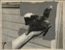 1936 Press Photo A hand holding a baby skunk on display - neo20710